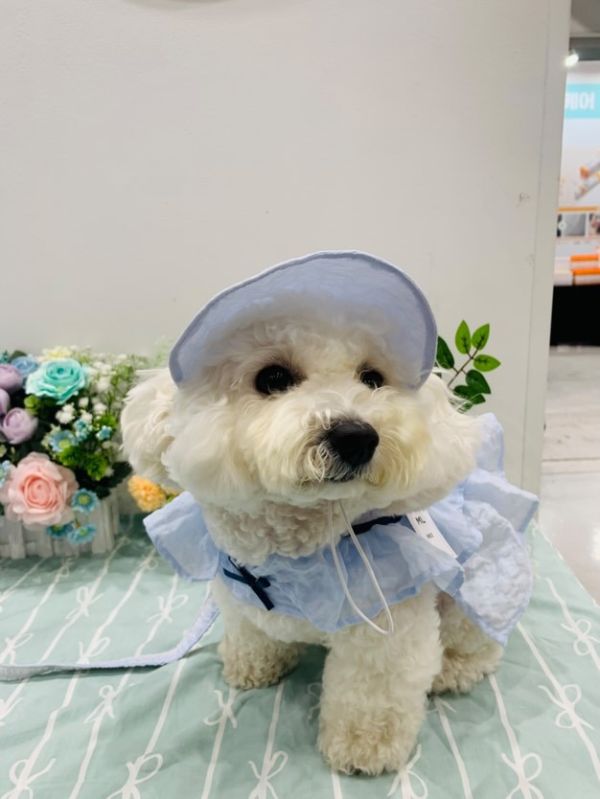 預購 | Choidog 涼感夏日藍胸背衣(S-XL) 寵物服飾,寵物選品,韓國寵物服飾,狗衣服,貓衣服,韓國寵物品牌,寵物有機棉,韓國寵物選品,韓國寵物春夏選品,寵物可愛上衣,寵物涼感,防蟲涼感抗菌,寵物胸背衣