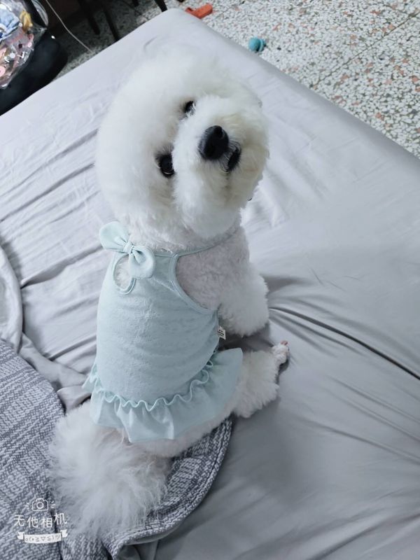 預購｜普羅旺斯蕾絲短裙 寵物服飾,寵物選品,韓國寵物服飾,狗衣服,貓衣服,韓國寵物品牌,寵物配件
