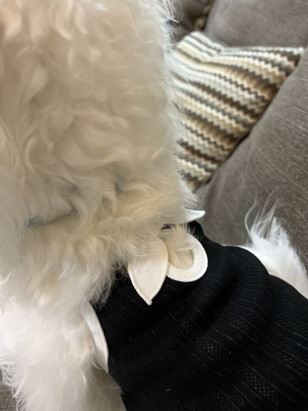 赫本風棉質小背心 寵物服飾,寵物選品,韓國寵物服飾,狗衣服,貓衣服,韓國寵物品牌,寵物配件