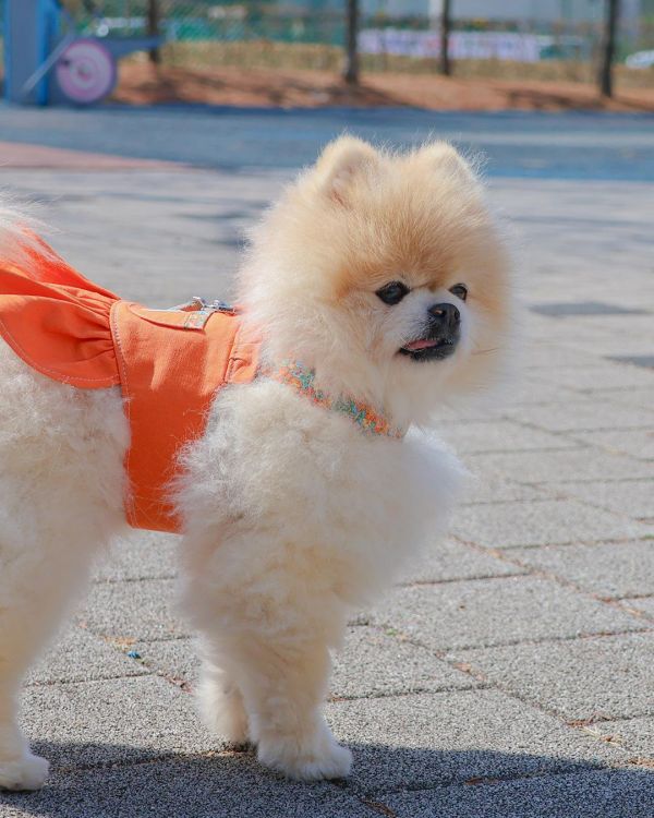 預購0313收單 | Epeels 馬卡龍碎花胸背衣(下單請備註刺繡內容) 寵物服飾,寵物選品,韓國寵物服飾,狗衣服,貓衣服,韓國寵物品牌,韓國寵物選品,韓國寵物春夏選品,寵物名牌,寵物客製商品,EPEELS,太陽花胸背裝飾