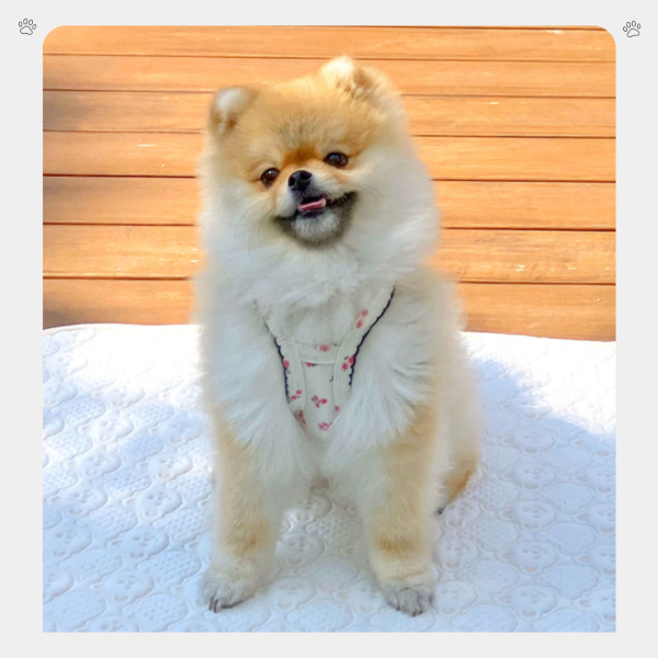 Grooming Dog夏季熊熊涼墊(不挑款) 寵物服飾,寵物選品,韓國寵物服飾,狗衣服,貓衣服,韓國寵物品牌,寵物配件