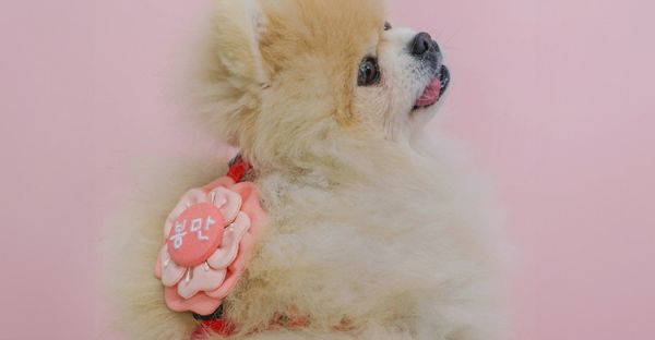 預購 |  Epeels 春天櫻花款胸背裝飾(下單請備註刺繡內容) 寵物服飾,寵物選品,韓國寵物服飾,狗衣服,貓衣服,韓國寵物品牌,韓國寵物選品,韓國寵物春夏選品,寵物名牌,寵物客製商品