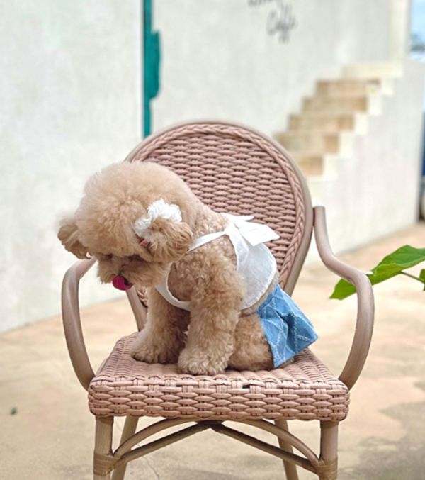 BuyAllDog | 牛仔布小短裙(藍/白) 寵物服飾,寵物選品,韓國寵物服飾,狗衣服,貓衣服,韓國寵物品牌