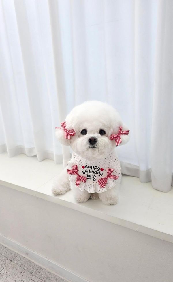 預購0305收單 | SOSO Delight 春季點點生日款刺繡手工領巾 寵物服飾,寵物選品,韓國寵物服飾,狗衣服,貓衣服,韓國寵物品牌