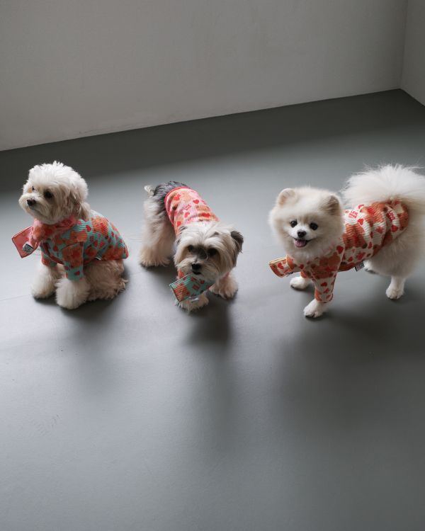 預購1028收單 | côte à côte 秋季愛心熊熊圍巾(3色，M-L) 寵物服飾,寵物選品,韓國寵物服飾,狗衣服,貓衣服,韓國寵物品牌,韓國寵物選品,韓國寵物春夏選品,寵物背心,COTEACOTE,韓國寵物品牌服飾,韓國寵物秋冬選品,寵物四腳衣,寵物連身褲,韓國冬天寵物,寵物保暖,寵物圍巾