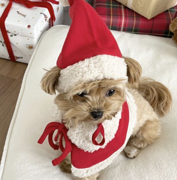 聖誕老公公款領巾與帽子(S) 寵物服飾,寵物選品,韓國寵物服飾,狗衣服,貓衣服,韓國寵物品牌,寵物有機棉,韓國寵物選品, 韓國寵物秋冬選品, 寵物聖誕領巾,聖誕節,聖誕派對,寵物聖誕,寵物聖誕衣