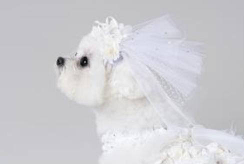 預購0510收單 | FanCpet Rose婚禮必備禮服(婚紗與燕尾服，S-2XL) 寵物服飾,寵物選品,韓國寵物服飾,狗衣服,貓衣服,韓國寵物品牌,韓國寵物選品,韓國寵物春夏選品,寵物背心,COTEACOTE,韓國寵物品牌服飾,韓國寵物秋冬選品,寵物四腳衣,寵物連身褲,韓國冬天寵物,寵物保暖