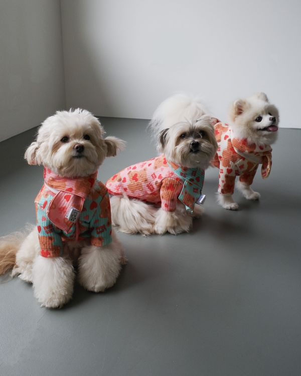 預購1028收單 | côte à côte 秋季愛心熊熊圍巾(3色，M-L) 寵物服飾,寵物選品,韓國寵物服飾,狗衣服,貓衣服,韓國寵物品牌,韓國寵物選品,韓國寵物春夏選品,寵物背心,COTEACOTE,韓國寵物品牌服飾,韓國寵物秋冬選品,寵物四腳衣,寵物連身褲,韓國冬天寵物,寵物保暖,寵物圍巾