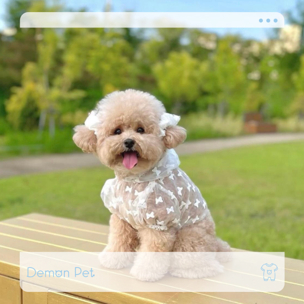 BuyAllDog | 薄紗連帽短上衣 寵物服飾,寵物選品,韓國寵物服飾,狗衣服,貓衣服,韓國寵物品牌