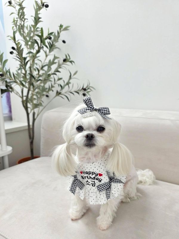 預購0305收單 | SOSO Delight 春季點點生日款刺繡手工領巾 寵物服飾,寵物選品,韓國寵物服飾,狗衣服,貓衣服,韓國寵物品牌