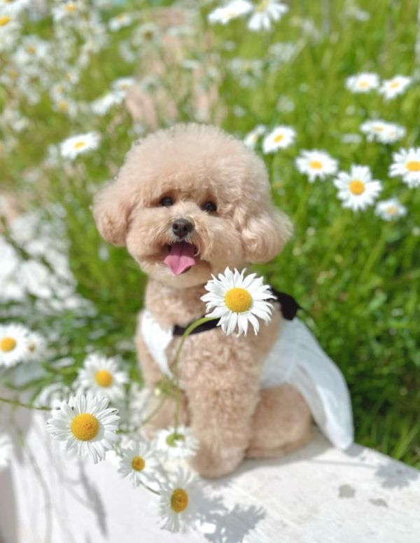 BuyAllDog | 冰淇淋度假風吊帶裙 寵物服飾,寵物選品,韓國寵物服飾,狗衣服,貓衣服,韓國寵物品牌
