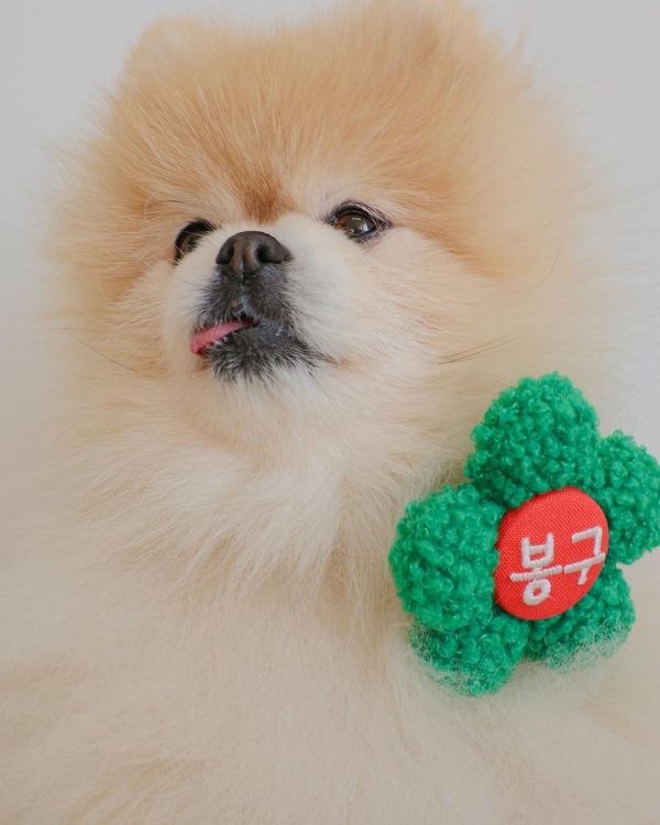 預購 |  Epeels QQ毛小花胸背裝飾(下單請備註刺繡內容) 寵物服飾,寵物選品,韓國寵物服飾,狗衣服,貓衣服,韓國寵物品牌,韓國寵物選品,韓國寵物春夏選品,寵物名牌,寵物客製商品,EPEELS,太陽花胸背裝飾