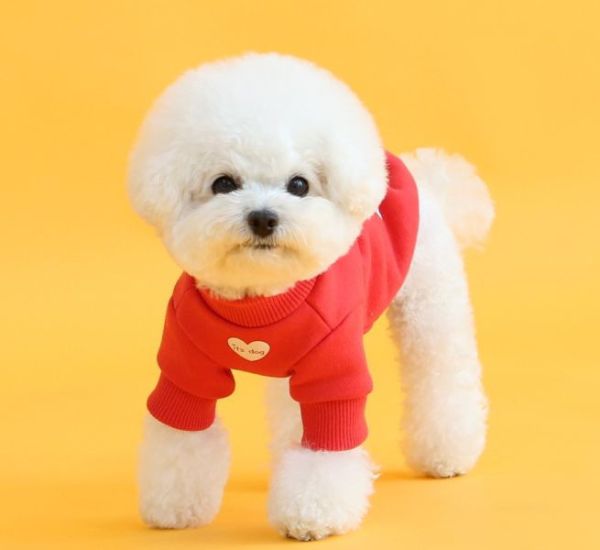 ITS DOG | 迪士尼授權款套頭上衣-大紅大紫招財黃過年必備上衣-紅(S-2XL) 寵物服飾,寵物選品,韓國寵物服飾,狗衣服,貓衣服,韓國寵物品牌,寵物有機棉,韓國寵物選品,韓國寵物秋冬選品,狗圍巾,寵物保暖,寵物保暖服飾,韓國寵物保暖服飾