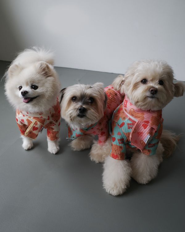 預購1028收單 | côte à côte 秋季愛心熊熊圍巾(3色，M-L) 寵物服飾,寵物選品,韓國寵物服飾,狗衣服,貓衣服,韓國寵物品牌,韓國寵物選品,韓國寵物春夏選品,寵物背心,COTEACOTE,韓國寵物品牌服飾,韓國寵物秋冬選品,寵物四腳衣,寵物連身褲,韓國冬天寵物,寵物保暖,寵物圍巾