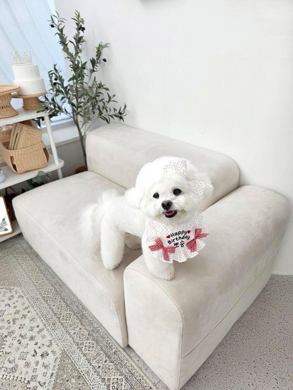 預購0305收單 | SOSO Delight 春季點點生日款刺繡手工領巾 寵物服飾,寵物選品,韓國寵物服飾,狗衣服,貓衣服,韓國寵物品牌