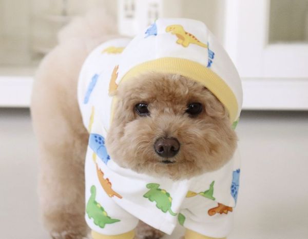 預購0112收單 | DRRR家恐龍小兜帽(S-L) 寵物服飾,寵物選品,韓國寵物服飾,狗衣服,貓衣服,韓國寵物品牌,寵物有機棉,韓國寵物選品,韓國寵物秋冬選品,狗圍巾,寵物保暖,寵物保暖服飾,韓國寵物保暖服飾