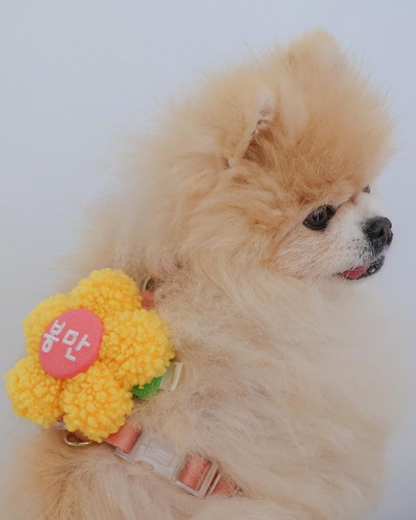 預購 |  Epeels QQ毛小花胸背裝飾(下單請備註刺繡內容) 寵物服飾,寵物選品,韓國寵物服飾,狗衣服,貓衣服,韓國寵物品牌,韓國寵物選品,韓國寵物春夏選品,寵物名牌,寵物客製商品,EPEELS,太陽花胸背裝飾