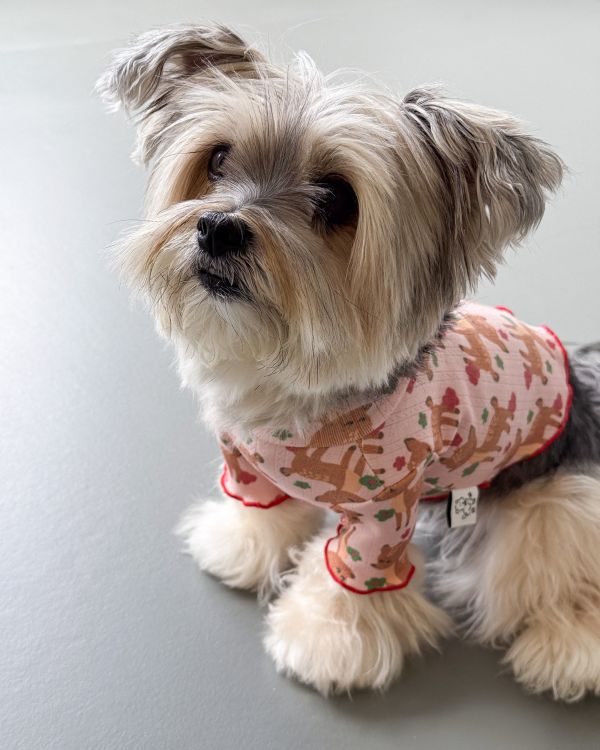 預購1028收單 | côte à côte 秋季梅花鹿木耳邊上衣(SM-3XL) 寵物服飾,寵物選品,韓國寵物服飾,狗衣服,貓衣服,韓國寵物品牌,韓國寵物選品,韓國寵物春夏選品,寵物背心,COTEACOTE,韓國寵物品牌服飾,韓國寵物秋冬選品,寵物四腳衣,寵物連身褲,韓國冬天寵物,寵物保暖