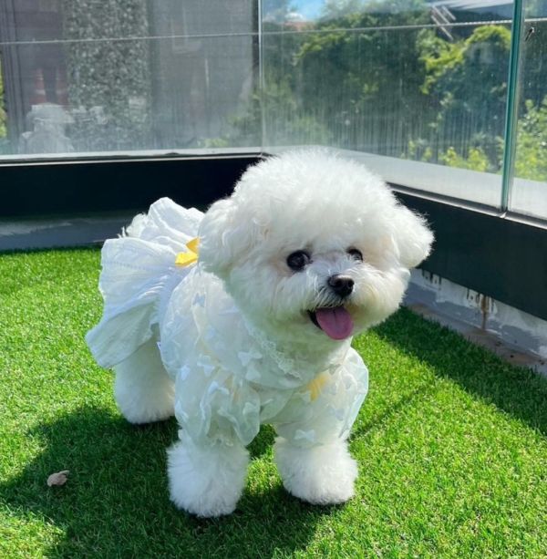 BuyAllDog | 冰淇淋度假風吊帶裙 寵物服飾,寵物選品,韓國寵物服飾,狗衣服,貓衣服,韓國寵物品牌