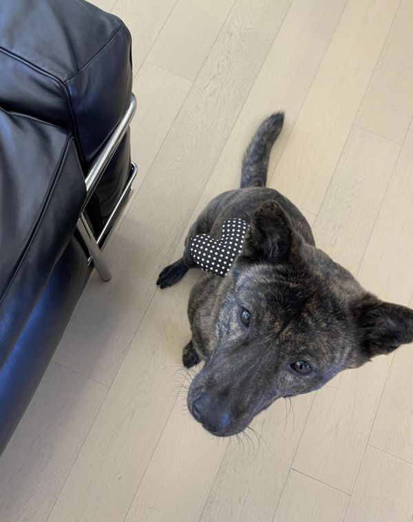 CUPIGY | 黑底圓點愛心胸背裝飾 寵物服飾,寵物選品,韓國寵物服飾,狗衣服,貓衣服,韓國寵物品牌,胸背裝飾,寵物胸背裝飾