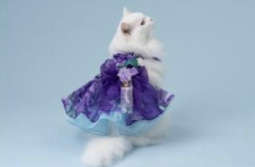 預購0510收單 |FanCpet Rose超美背心蛋糕裙(2色，S-2XL) 寵物服飾,寵物選品,韓國寵物服飾,狗衣服,貓衣服,韓國寵物品牌,韓國寵物選品,韓國寵物春夏選品,寵物背心,COTEACOTE,韓國寵物品牌服飾,韓國寵物秋冬選品,寵物四腳衣,寵物連身褲,韓國冬天寵物,寵物保暖
