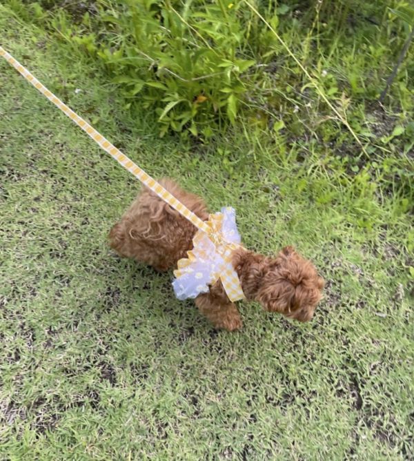 預購0614收單 | Choidog 黃色格紋小雛菊雙扣胸背衣(S-XL) 寵物服飾,寵物選品,韓國寵物服飾,狗衣服,貓衣服,韓國寵物品牌,寵物有機棉,韓國寵物選品,韓國寵物春夏選品,寵物可愛上衣,寵物涼感,防蟲涼感抗菌,寵物胸背衣