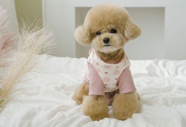 Pets&Me雙面穿棉襖愛心款(XL) 寵物服飾,寵物選品,韓國寵物服飾,狗衣服,貓衣服,韓國寵物品牌,寵物秋冬選品,韓國寵物選品,胸背,胸背衣,保暖上衣