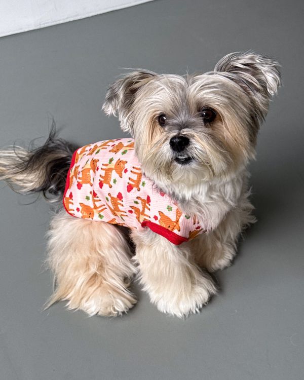 預購1028收單 | côte à côte 秋季梅花鹿無袖背心(SM-3XL) 寵物服飾,寵物選品,韓國寵物服飾,狗衣服,貓衣服,韓國寵物品牌,韓國寵物選品,韓國寵物春夏選品,寵物背心,COTEACOTE,韓國寵物品牌服飾,韓國寵物秋冬選品,寵物四腳衣,寵物連身褲,韓國冬天寵物,寵物保暖