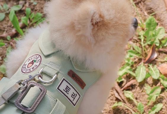 預購 |  Epeels 橡實遠征隊姓名胸背裙(S-XL下單請備註刺繡內容) 寵物服飾,寵物選品,韓國寵物服飾,狗衣服,貓衣服,韓國寵物品牌,韓國寵物選品,韓國寵物春夏選品,寵物名牌,寵物客製商品,EPEELS,胸背裝飾