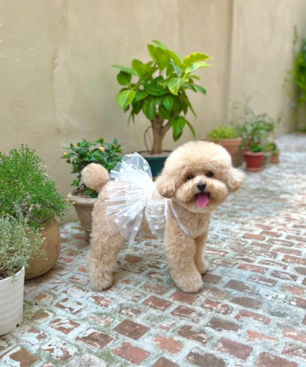 BuyAllDog | 薄紗透視澎裙(白) 寵物服飾,寵物選品,韓國寵物服飾,狗衣服,貓衣服,韓國寵物品牌