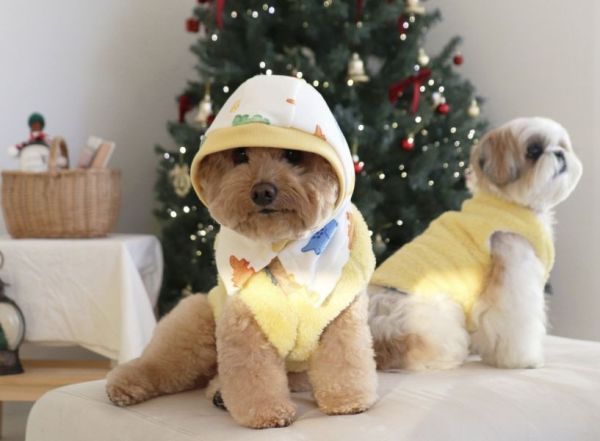 預購0112收單 | DRRR家恐龍小兜帽(S-L) 寵物服飾,寵物選品,韓國寵物服飾,狗衣服,貓衣服,韓國寵物品牌,寵物有機棉,韓國寵物選品,韓國寵物秋冬選品,狗圍巾,寵物保暖,寵物保暖服飾,韓國寵物保暖服飾