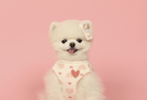 Pets&Me雙面穿棉襖愛心款(XL) 寵物服飾,寵物選品,韓國寵物服飾,狗衣服,貓衣服,韓國寵物品牌,寵物秋冬選品,韓國寵物選品,胸背,胸背衣,保暖上衣