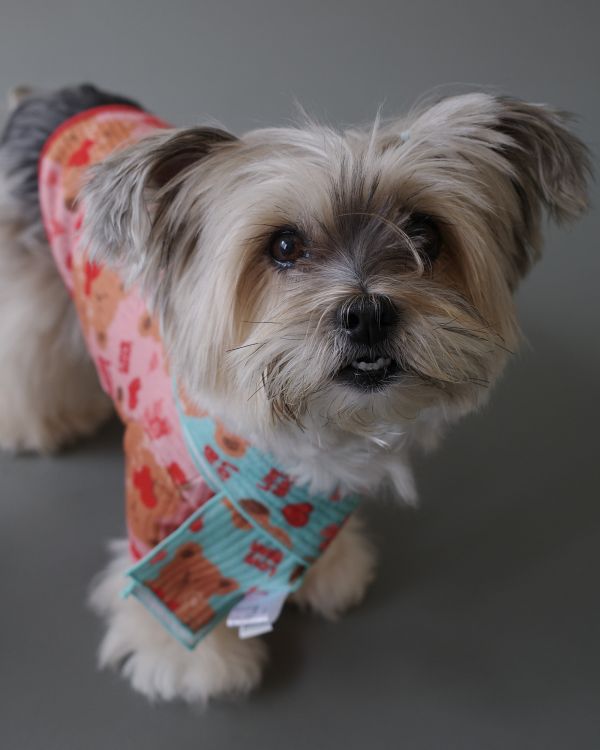 預購1028收單 | côte à côte 秋季愛心熊熊圍巾(3色，M-L) 寵物服飾,寵物選品,韓國寵物服飾,狗衣服,貓衣服,韓國寵物品牌,韓國寵物選品,韓國寵物春夏選品,寵物背心,COTEACOTE,韓國寵物品牌服飾,韓國寵物秋冬選品,寵物四腳衣,寵物連身褲,韓國冬天寵物,寵物保暖,寵物圍巾