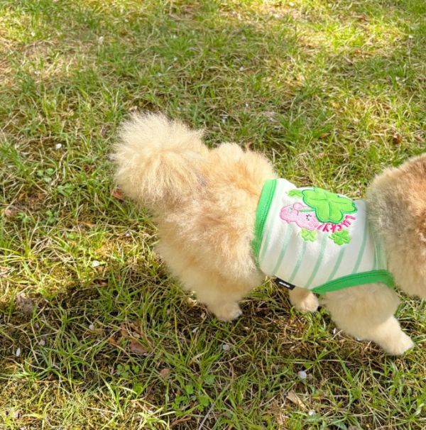 預購0419收單 | POMPOMPOM 幸運兔吊嘎(S-3XL) 寵物服飾,寵物選品,韓國寵物服飾,狗衣服,貓衣服,韓國寵物品牌,寵物有機棉,韓國寵物選品,韓國寵物春夏選品,寵物領巾