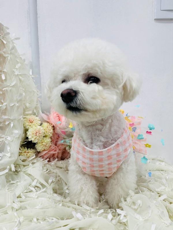預購 | Choidog 夏款棋盤格花花紗裙襬後扣式胸背衣(S-XL) 寵物服飾,寵物選品,韓國寵物服飾,狗衣服,貓衣服,韓國寵物品牌,寵物有機棉,韓國寵物選品,韓國寵物春夏選品,寵物可愛上衣,寵物涼感,防蟲涼感抗菌,寵物胸背衣