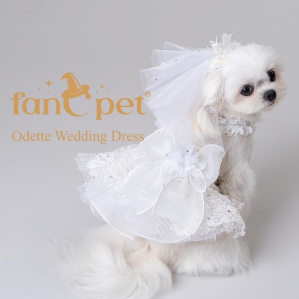預購0510收單 | FanCpet Rose婚禮必備禮服(婚紗與燕尾服，S-2XL) 寵物服飾,寵物選品,韓國寵物服飾,狗衣服,貓衣服,韓國寵物品牌,韓國寵物選品,韓國寵物春夏選品,寵物背心,COTEACOTE,韓國寵物品牌服飾,韓國寵物秋冬選品,寵物四腳衣,寵物連身褲,韓國冬天寵物,寵物保暖