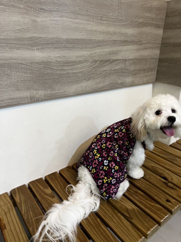 預購｜百摺花花度假連身褲 寵物服飾,寵物選品,韓國寵物服飾,狗衣服,貓衣服,韓國寵物品牌,寵物配件