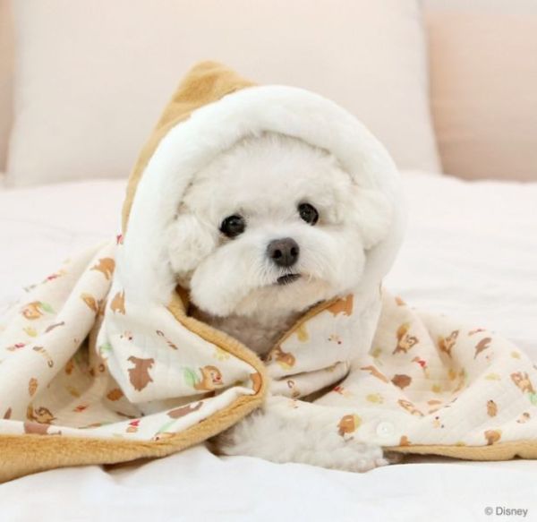 ITS DOG | 迪士尼授權奇奇蒂蒂雙面保暖毯-绗缝款FUN 寵物服飾,寵物選品,韓國寵物服飾,狗衣服,貓衣服,韓國寵物品牌,寵物有機棉,韓國寵物選品,韓國寵物秋冬選品,狗圍巾,寵物保暖,寵物保暖服飾,韓國寵物保暖服飾