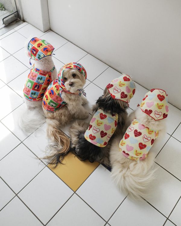 預購0410收單 | côte à côte XOXO背心(2色，SM-3XL) 寵物服飾,寵物選品,韓國寵物服飾,狗衣服,貓衣服,韓國寵物品牌,韓國寵物選品,韓國寵物春夏選品,寵物背心,COTEACOTE,韓國寵物品牌服飾,韓國寵物秋冬選品,寵物四腳衣,寵物連身褲,韓國冬天寵物,寵物保暖