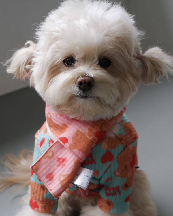 預購1028收單 | côte à côte 秋季愛心熊熊圍巾(3色，M-L) 寵物服飾,寵物選品,韓國寵物服飾,狗衣服,貓衣服,韓國寵物品牌,韓國寵物選品,韓國寵物春夏選品,寵物背心,COTEACOTE,韓國寵物品牌服飾,韓國寵物秋冬選品,寵物四腳衣,寵物連身褲,韓國冬天寵物,寵物保暖,寵物圍巾