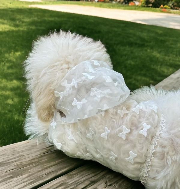BuyAllDog | 薄紗連帽短上衣 寵物服飾,寵物選品,韓國寵物服飾,狗衣服,貓衣服,韓國寵物品牌