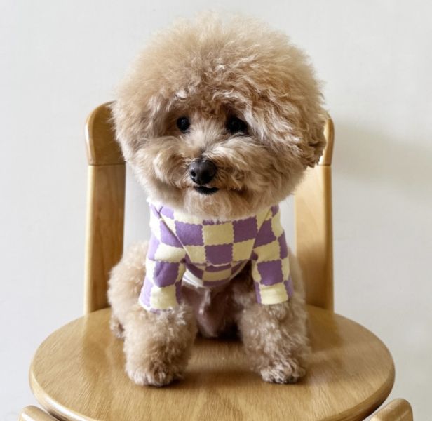 LittleCollin 棋盤格樂芙小狗上衣(M-2XL) 寵物服飾,寵物選品,韓國寵物服飾,狗衣服,貓衣服,韓國寵物品牌,寵物有機棉,韓國寵物選品, 韓國寵物秋冬選品