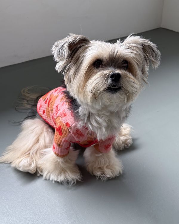 預購1028收單 | côte à côte 秋季愛心熊熊有袖上衣(3色，SM-3XL) 寵物服飾,寵物選品,韓國寵物服飾,狗衣服,貓衣服,韓國寵物品牌,韓國寵物選品,韓國寵物春夏選品,寵物背心,COTEACOTE,韓國寵物品牌服飾,韓國寵物秋冬選品,寵物四腳衣,寵物連身褲,韓國冬天寵物,寵物保暖