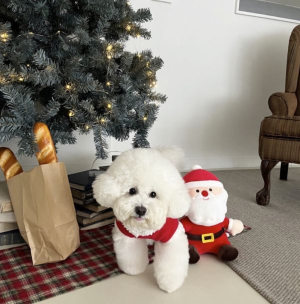 聖誕老公公衣服(M-XL) 寵物服飾,寵物選品,韓國寵物服飾,狗衣服,貓衣服,韓國寵物品牌,寵物有機棉,韓國寵物選品, 韓國寵物秋冬選品, 寵物聖誕領巾,聖誕節,聖誕派對,寵物聖誕,寵物聖誕衣