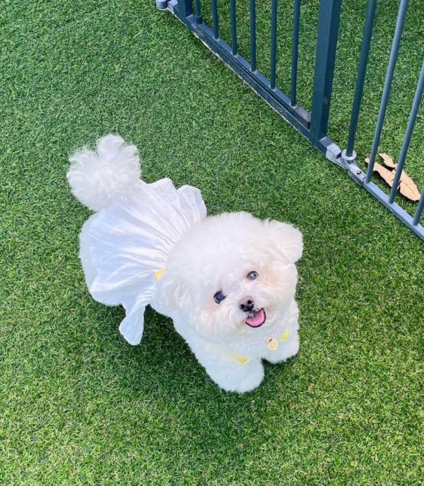 BuyAllDog | 冰淇淋度假風吊帶裙 寵物服飾,寵物選品,韓國寵物服飾,狗衣服,貓衣服,韓國寵物品牌