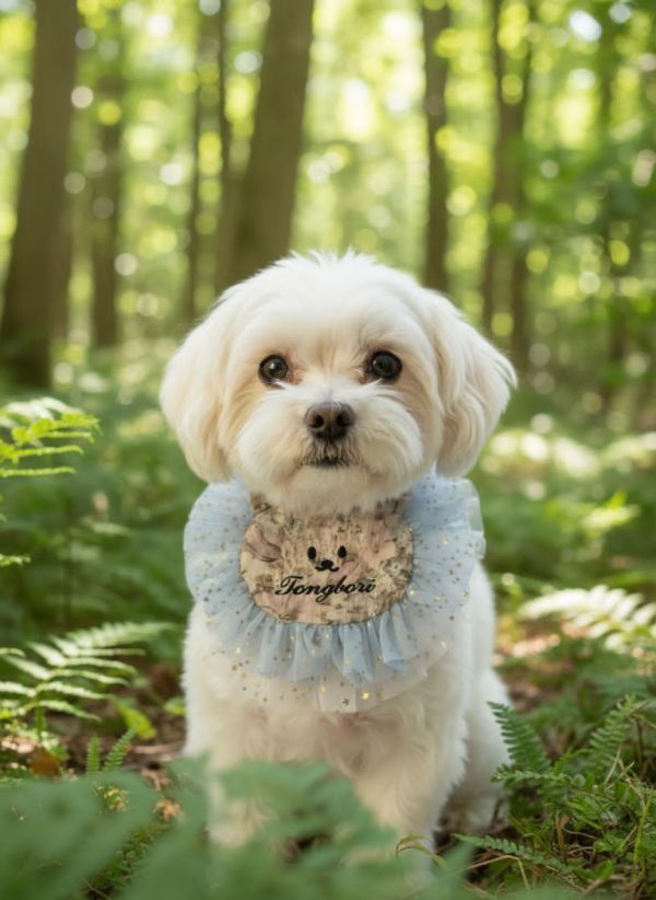 預購1123收單 | Fundle 熊熊臉蕾絲刺繡領巾 寵物服飾,寵物選品,韓國寵物服飾,狗衣服,貓衣服,韓國寵物品牌,寵物有機棉,韓國寵物選品,韓國寵物秋冬選品,狗四腳衣,寵物保暖,寵物保暖服飾,韓國寵物保暖服飾,寵物聖誕禮物