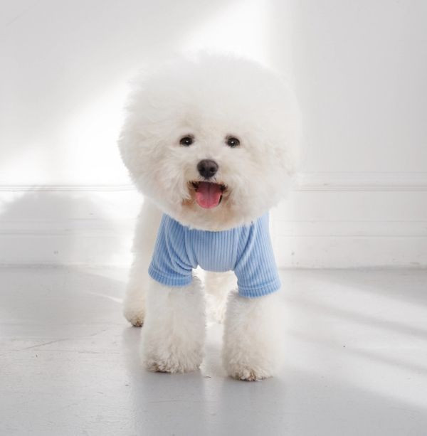 4DOGS坑條撞色上衣-藍色(S-2XL) 寵物服飾,寵物選品,韓國寵物服飾,狗衣服,貓衣服,韓國寵物品牌,寵物有機棉,韓國寵物選品,韓國寵物秋冬選品,狗圍巾,寵物保暖,寵物保暖服飾,韓國寵物保暖服飾