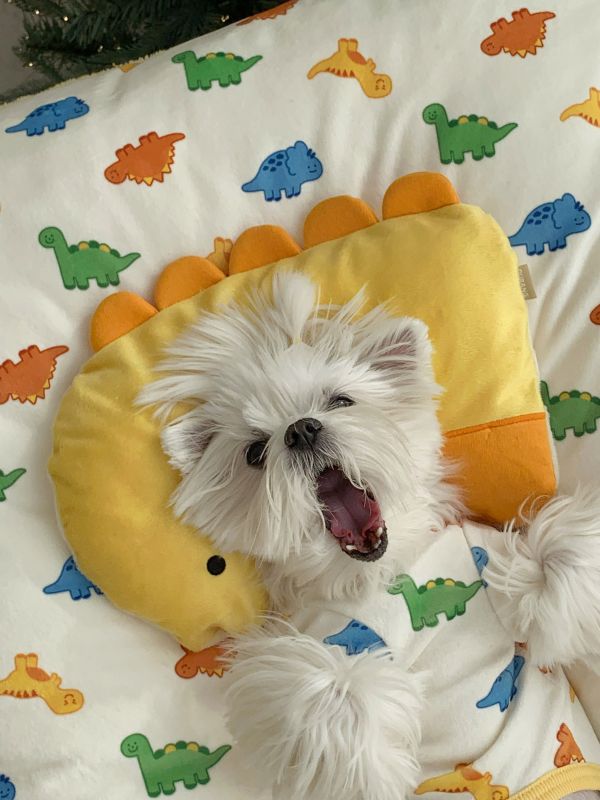 預購0112收單 | DRRR家恐龍系列之恐龍抱枕 寵物服飾,寵物選品,韓國寵物服飾,狗衣服,貓衣服,韓國寵物品牌,寵物有機棉,韓國寵物選品,韓國寵物秋冬選品,狗圍巾,寵物保暖,寵物保暖服飾,韓國寵物保暖服飾