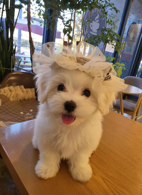 預購1123收單 | Fundle 熊熊臉蕾絲刺繡領巾 寵物服飾,寵物選品,韓國寵物服飾,狗衣服,貓衣服,韓國寵物品牌,寵物有機棉,韓國寵物選品,韓國寵物秋冬選品,狗四腳衣,寵物保暖,寵物保暖服飾,韓國寵物保暖服飾,寵物聖誕禮物