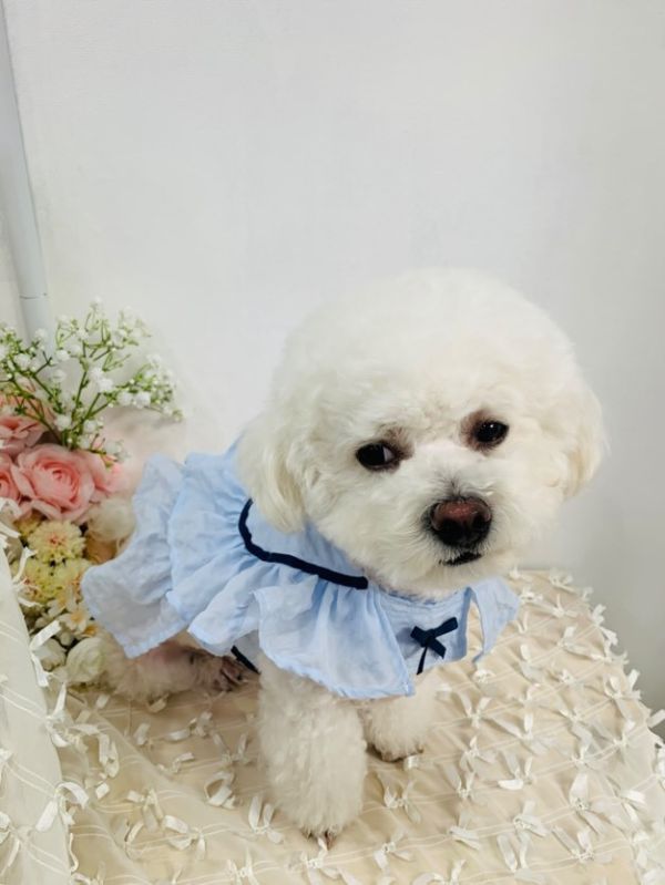 預購 | Choidog 涼感夏日藍胸背衣(S-XL) 寵物服飾,寵物選品,韓國寵物服飾,狗衣服,貓衣服,韓國寵物品牌,寵物有機棉,韓國寵物選品,韓國寵物春夏選品,寵物可愛上衣,寵物涼感,防蟲涼感抗菌,寵物胸背衣